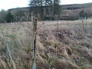 trees planted at auchenstroan
