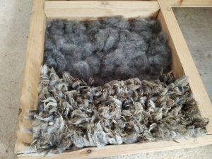 laying out the locks of wool