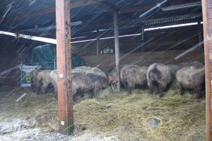 sheep sheltering from snow storm