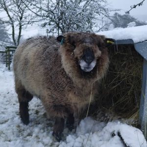 yzzi in the snow