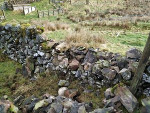 dry stone dyke repairs underway
