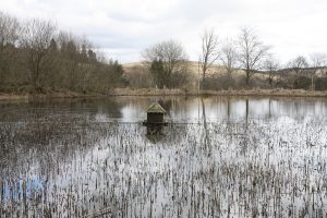 duck house