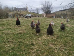 hens in hen run