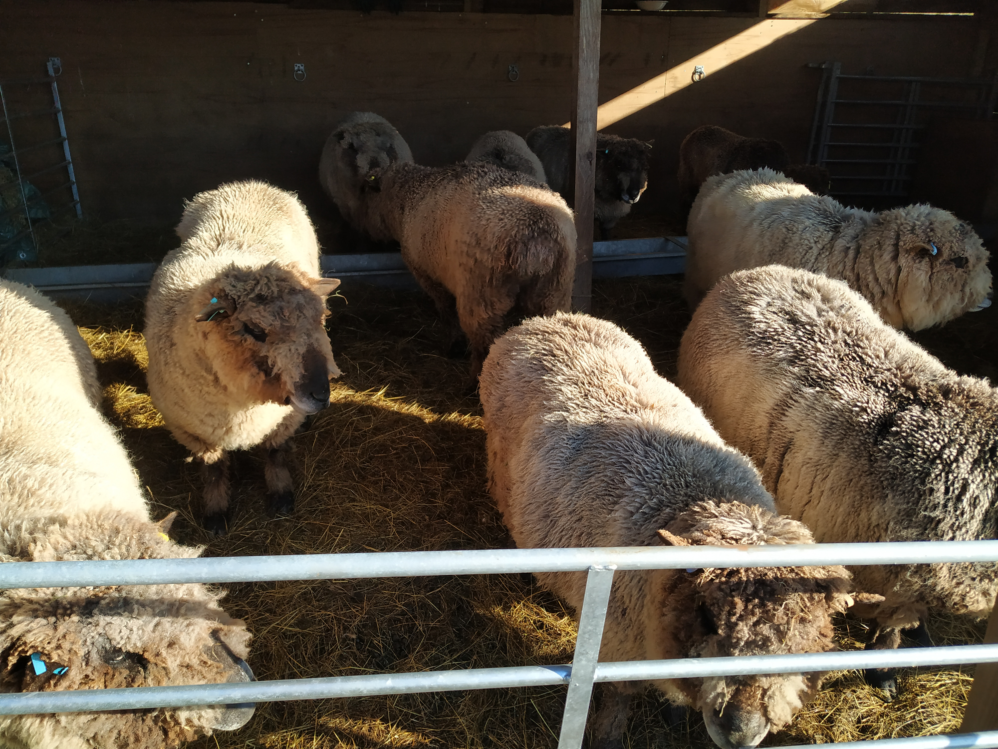 sheep waiting for vaccination