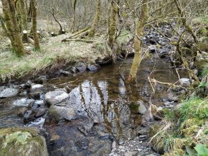 tree trapped in stream