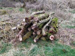 wood neatly stacked