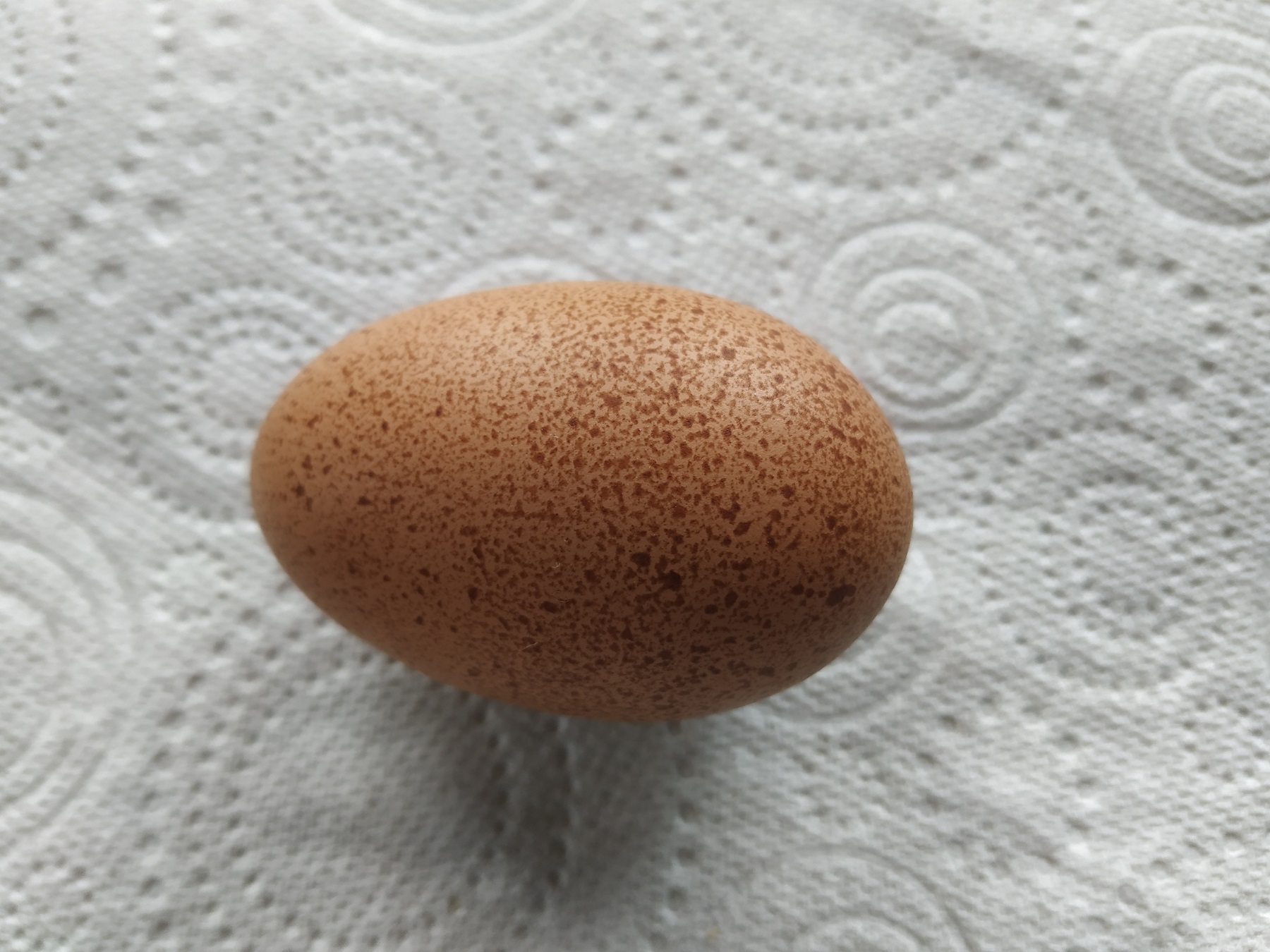 cuckoo maran egg