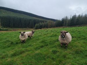 maturer ewes