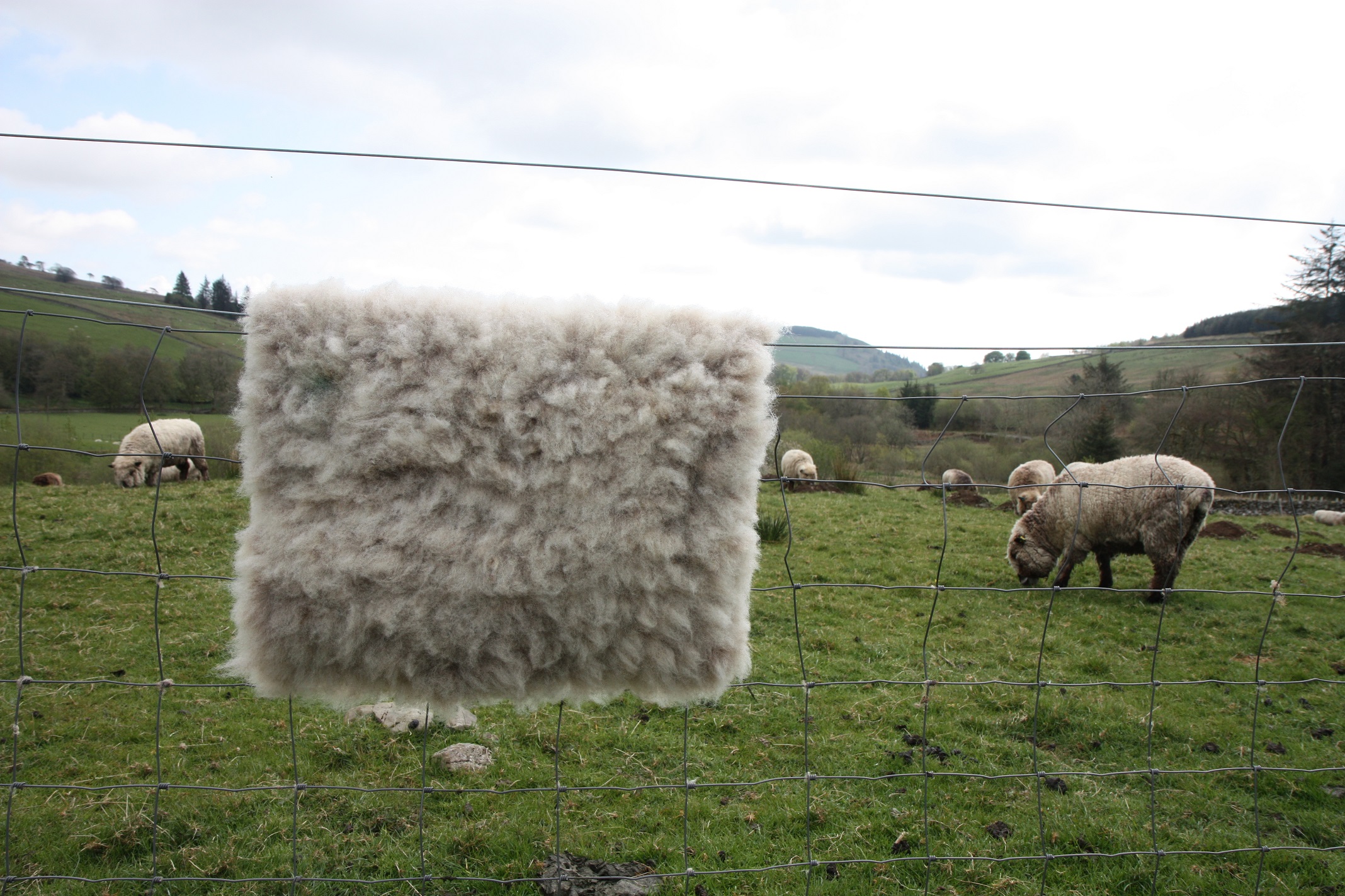 Homegrown, felted fleece "sheepskin" rug, natural pale grey with tiniest hint of beige - Coloured Ryeland fleece - Witchy - Image 5