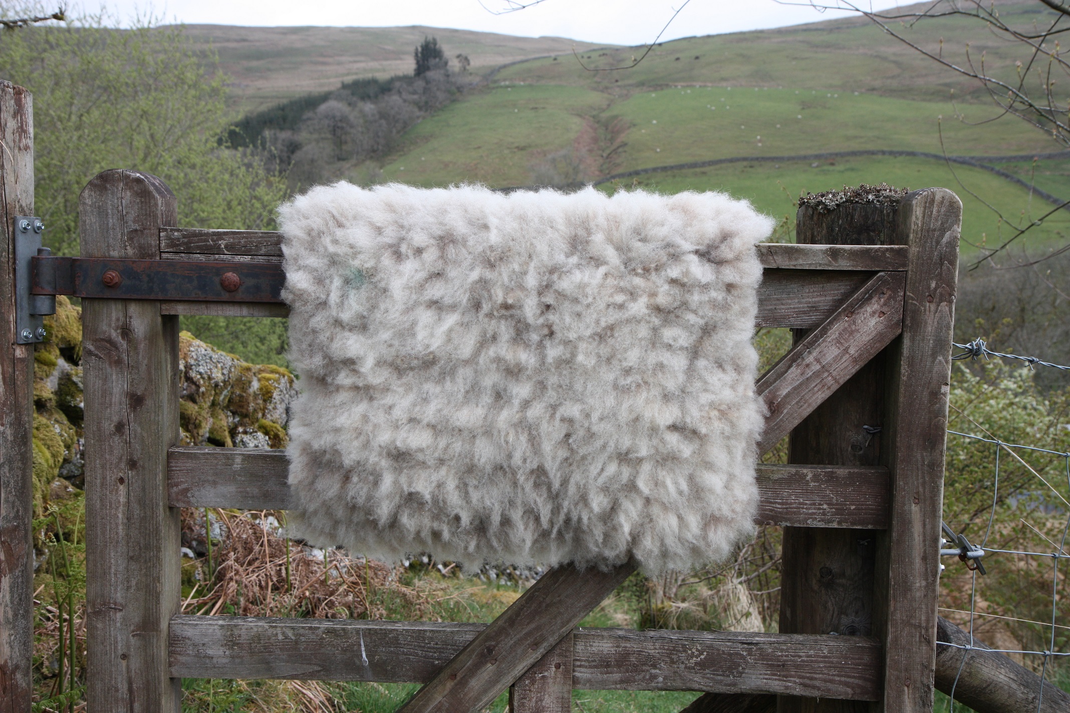 Homegrown, felted fleece "sheepskin" rug, natural pale grey with tiniest hint of beige - Coloured Ryeland fleece - Witchy - Image 4