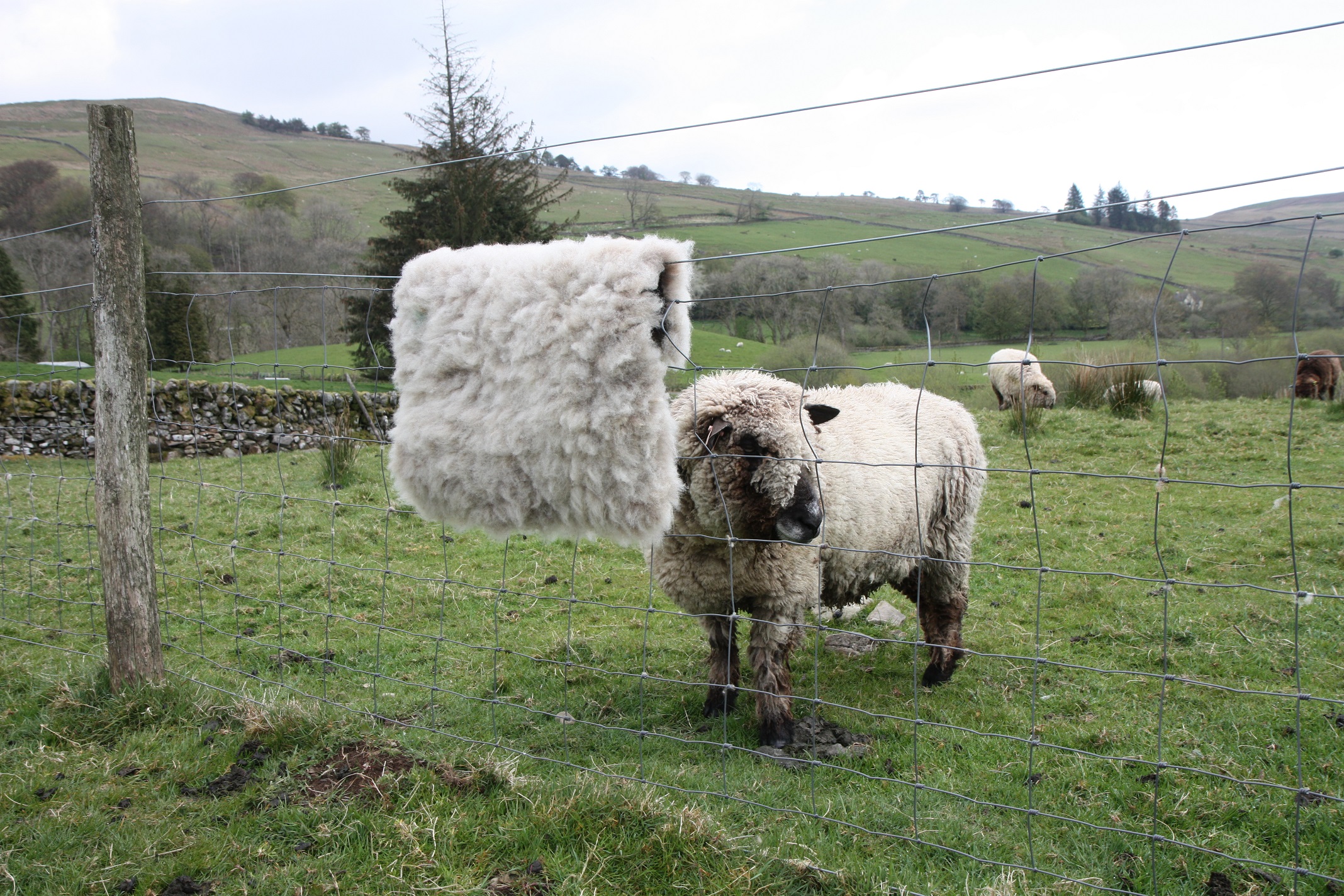 Homegrown, felted fleece "sheepskin" rug, natural pale grey with tiniest hint of beige - Coloured Ryeland fleece - Witchy - Image 6