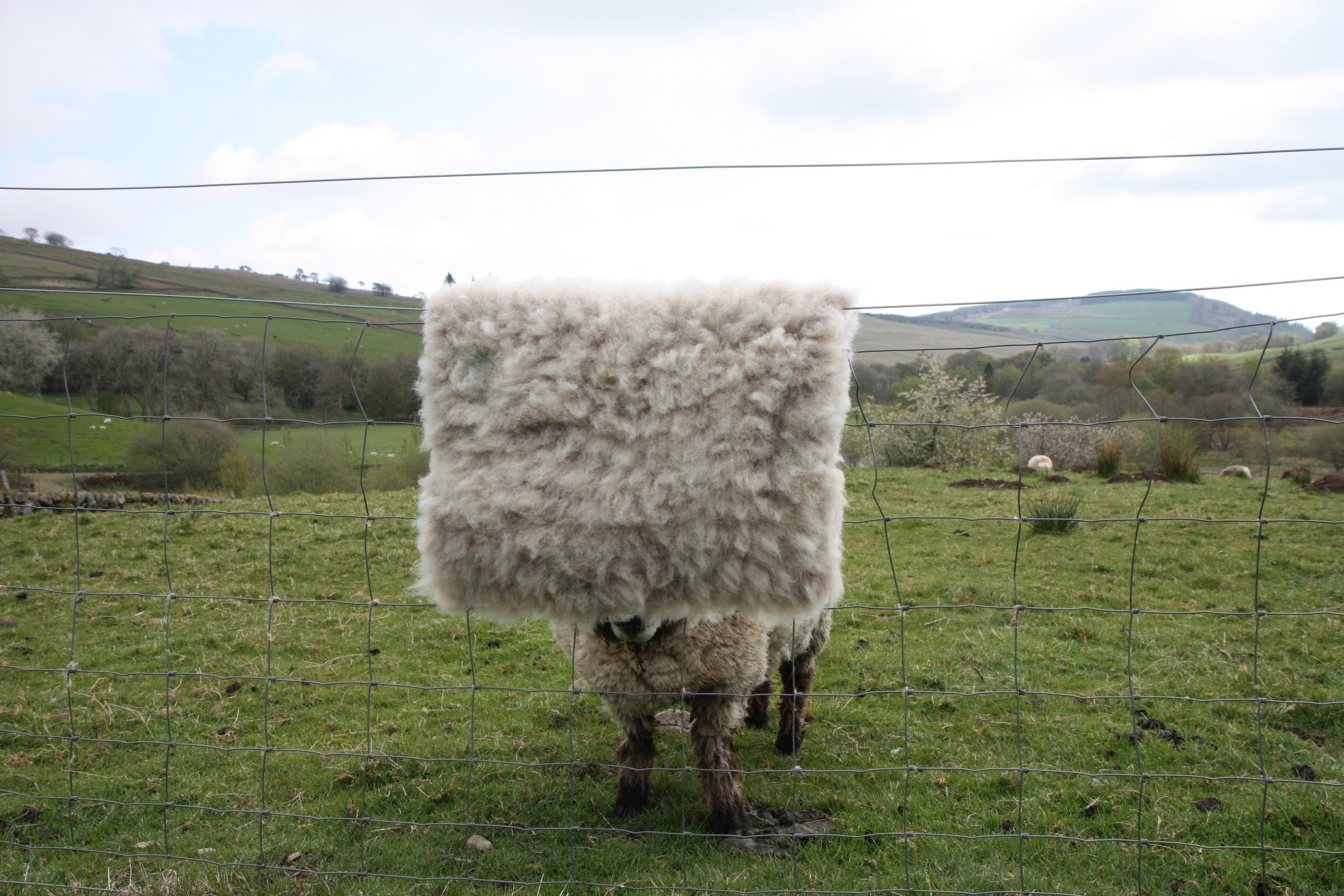 Homegrown, felted fleece "sheepskin" rug, natural pale grey with tiniest hint of beige - Coloured Ryeland fleece - Witchy - Image 3