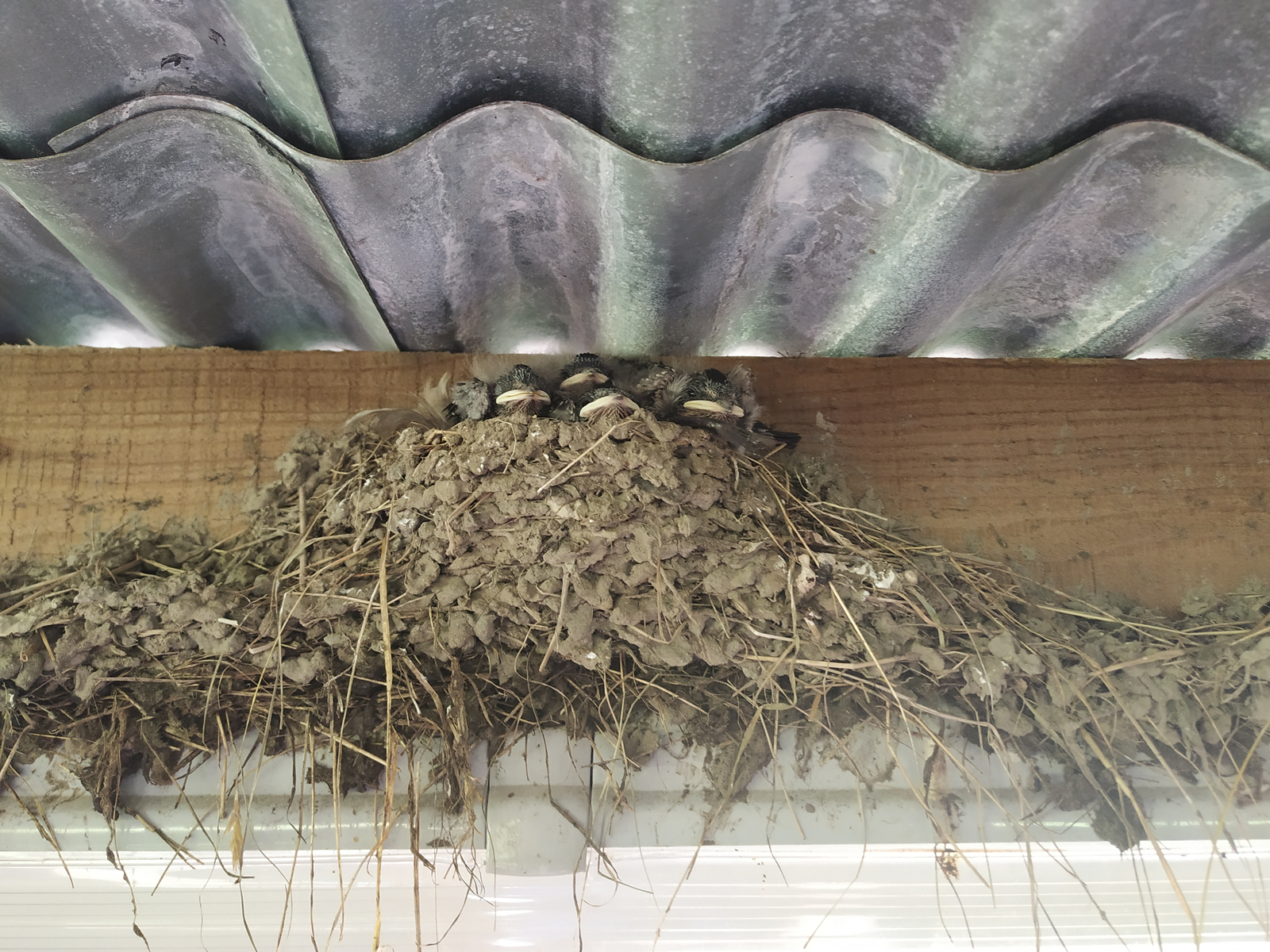 swallows in the nest