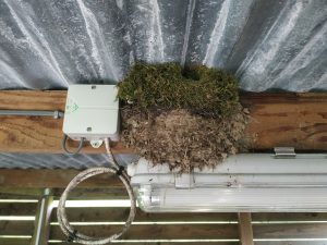 wrens nest
