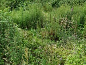 veggie patch overgrown
