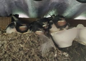 swallow in eggcup