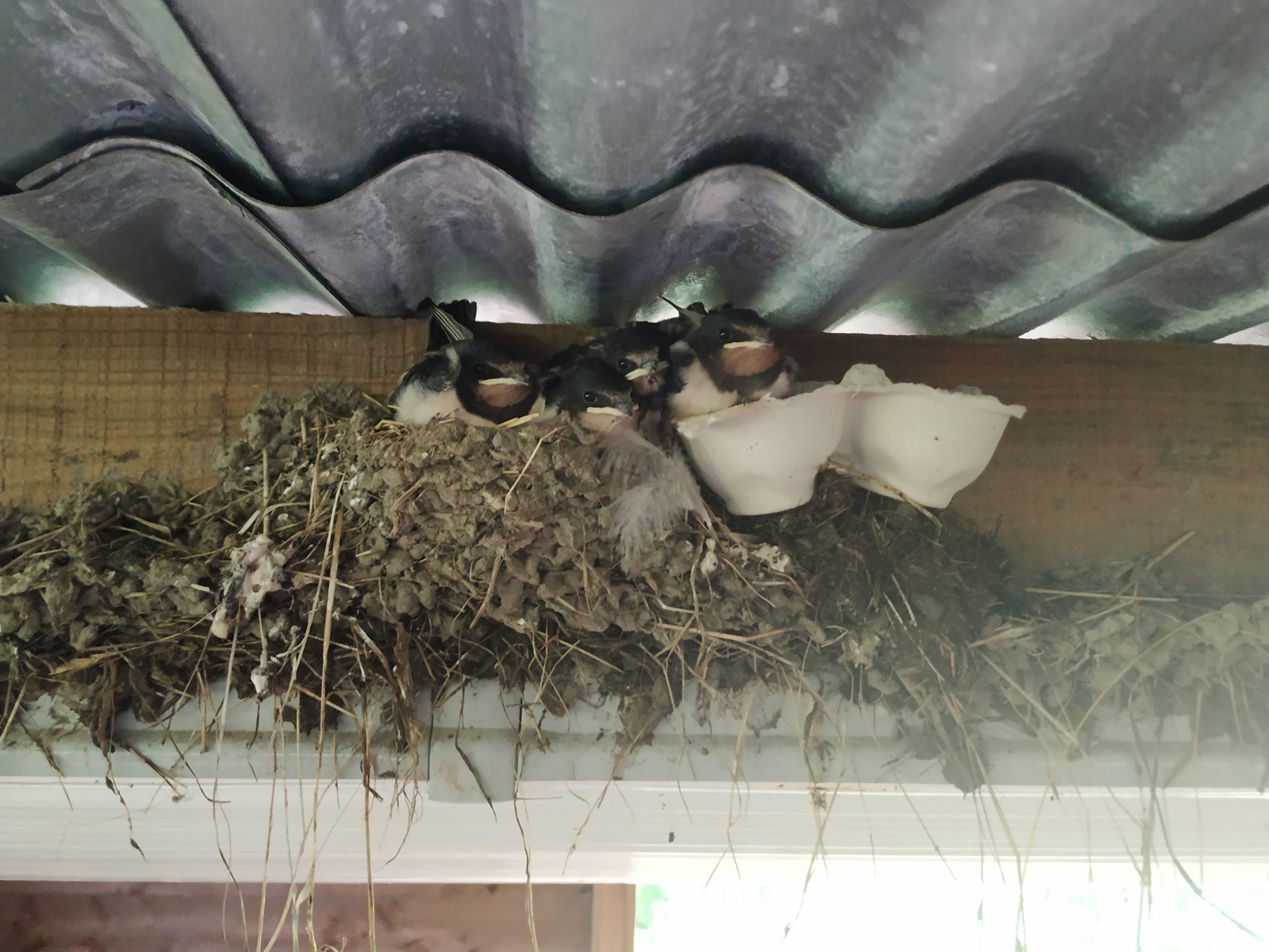 swallows nest