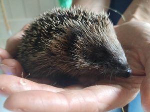tiny hedgehog