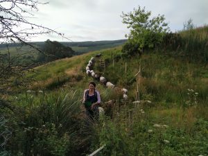 bringing the sheep in