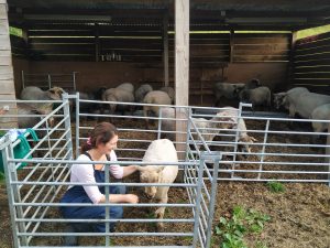 sheep in pen