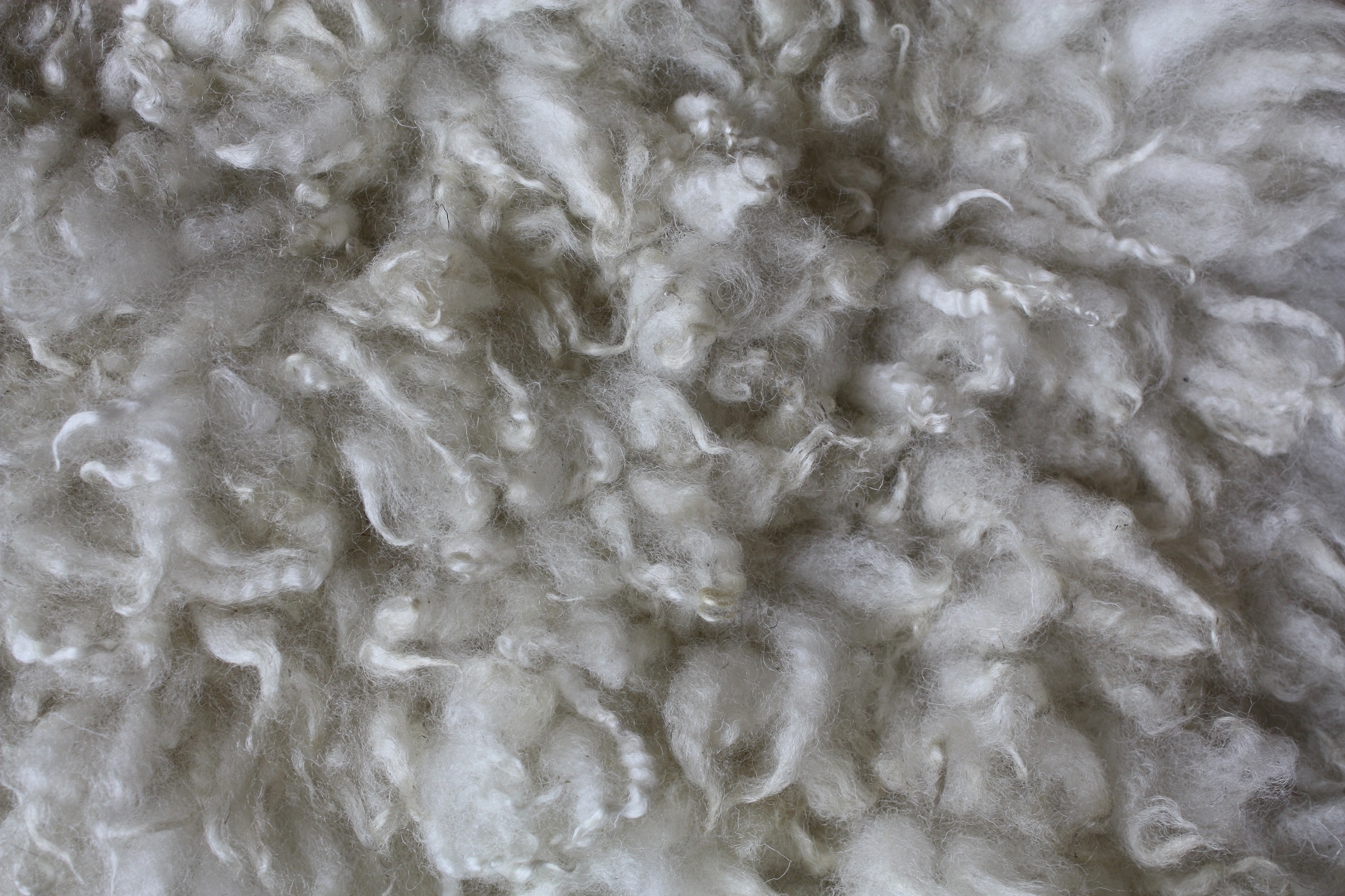 Felted fleece "sheepskin" rug, soft cream curls, Cheviot hog fleece - medium sized - Image 3