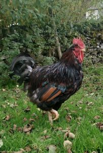 Cherokee the cockerel