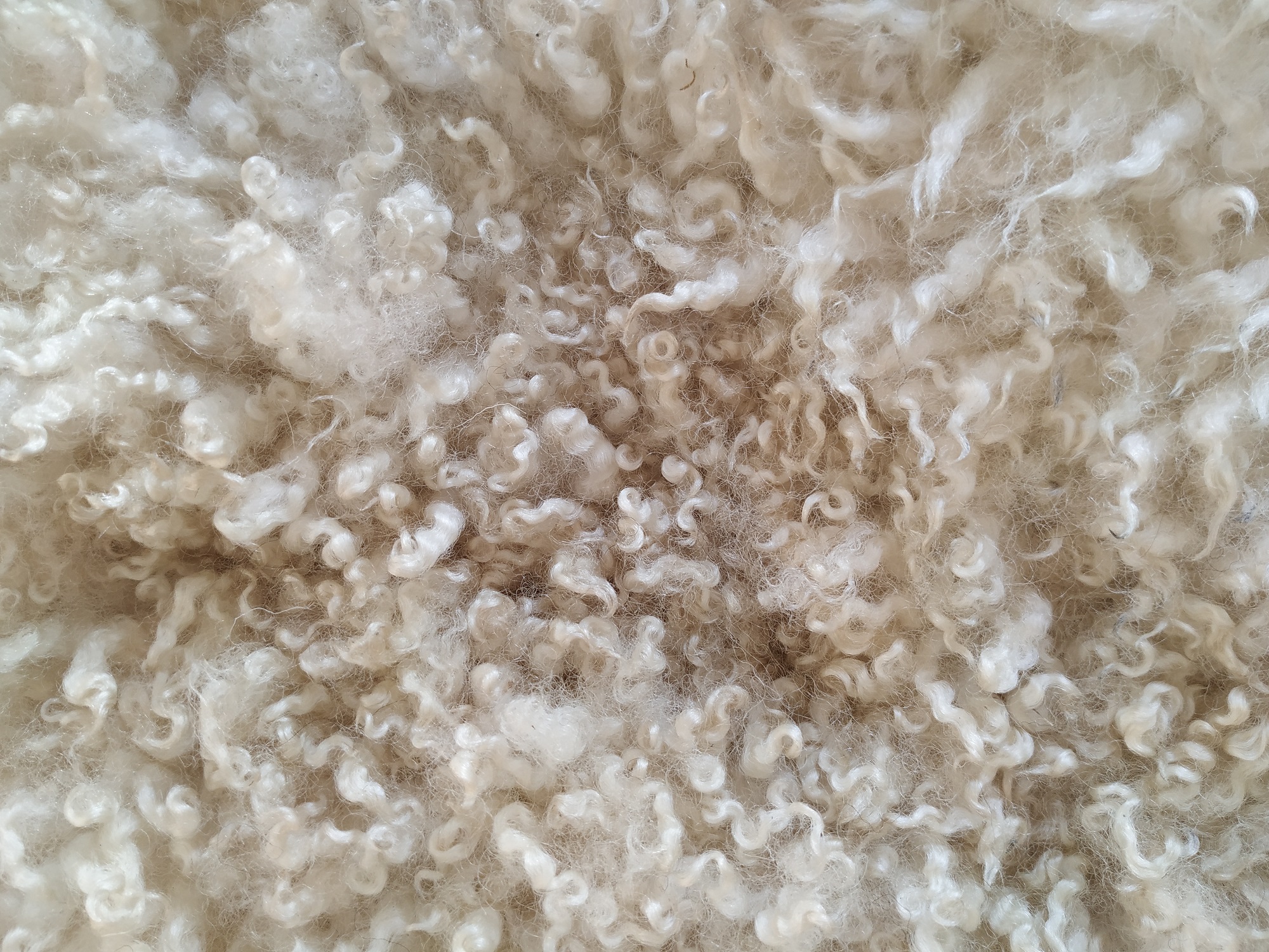 Felted fleece "sheepskin" rug, cream, long, 'shaggy' locks, 39" x 22" - Cheviot Hog fleece - Image 5