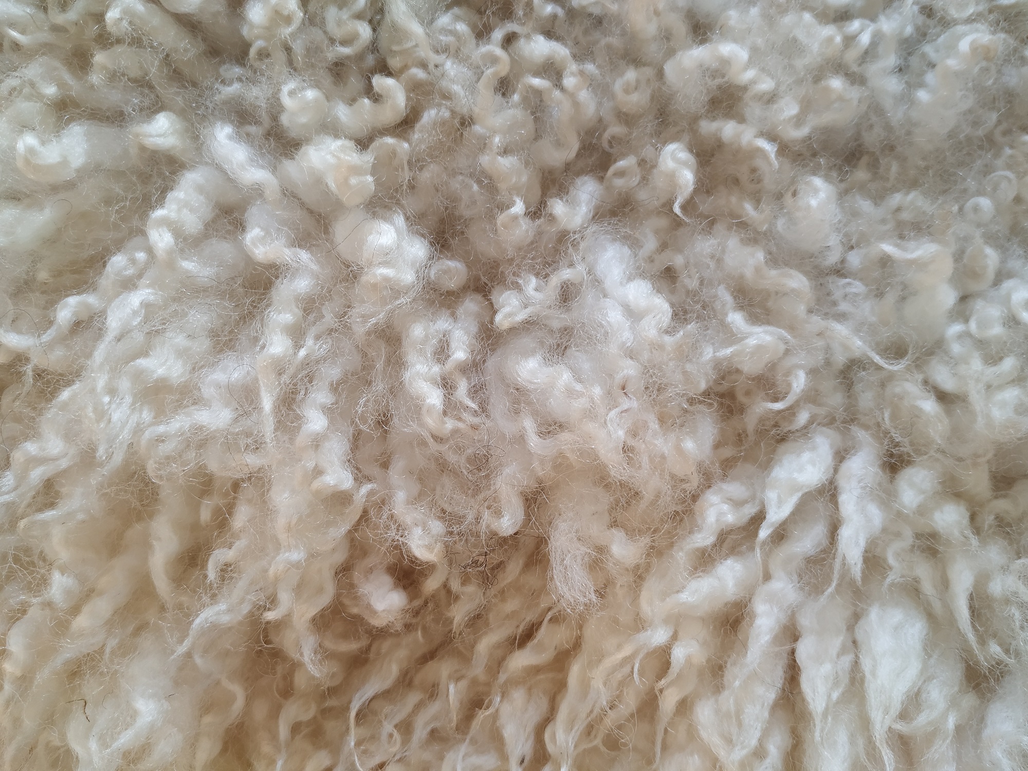 Felted fleece "sheepskin" rug, cream, long, 'shaggy' locks, 39" x 22" - Cheviot Hog fleece - Image 4
