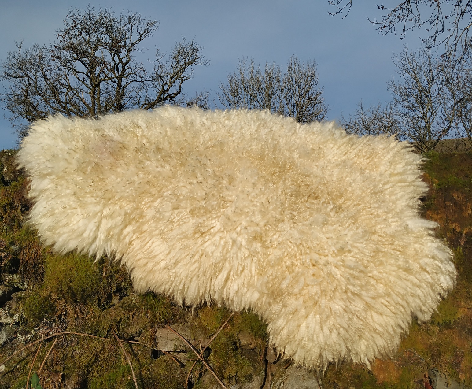 Felted fleece "sheepskin" rug, cream, long, 'shaggy' locks, 39" x 22" - Cheviot Hog fleece