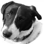 George the Anatolian shepherd