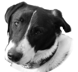 George the Anatolian shepherd