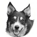 Haribo the tri-colour collie