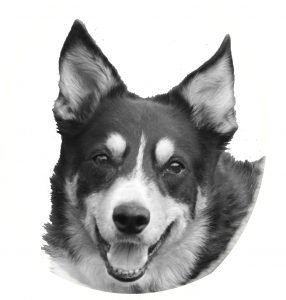Haribo the tri-colour collie