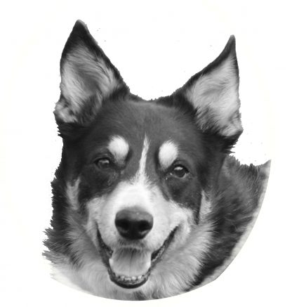 Haribo the tri-colour collie