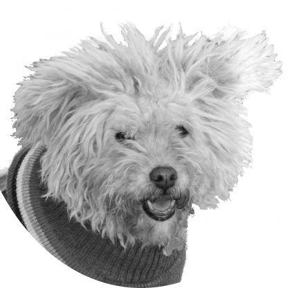 Maxi the terrier