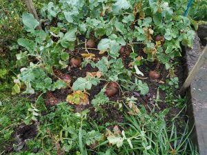 turnips