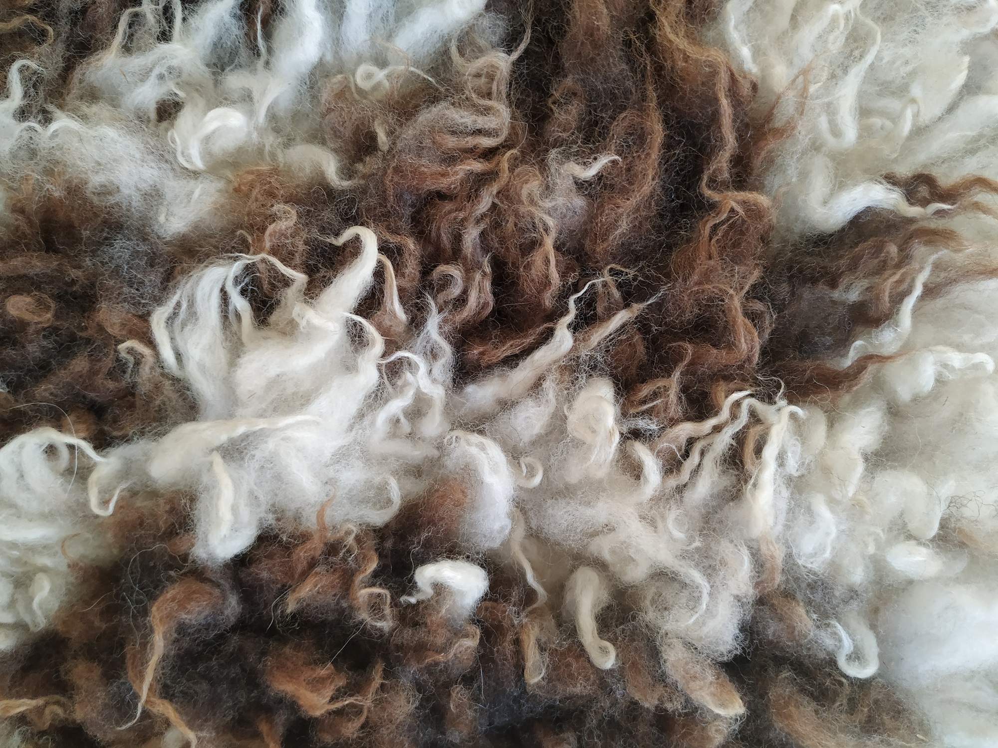 Felted fleece "sheepskin" rug - brown & white Jacob fleece - large 28 x 43" - Image 2