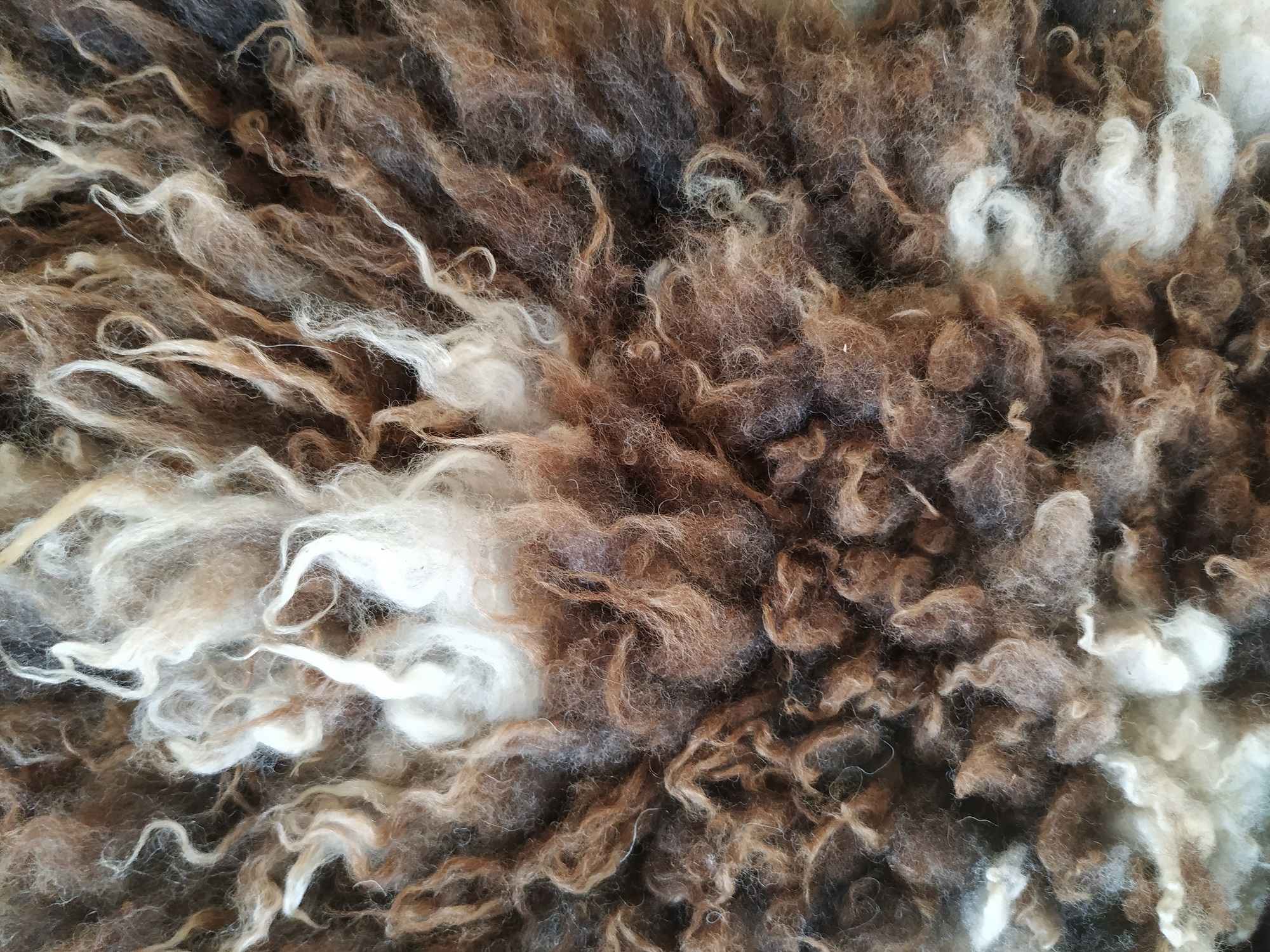 Felted fleece "sheepskin" rug - brown & white Jacob fleece - large 28 x 43" - Image 3