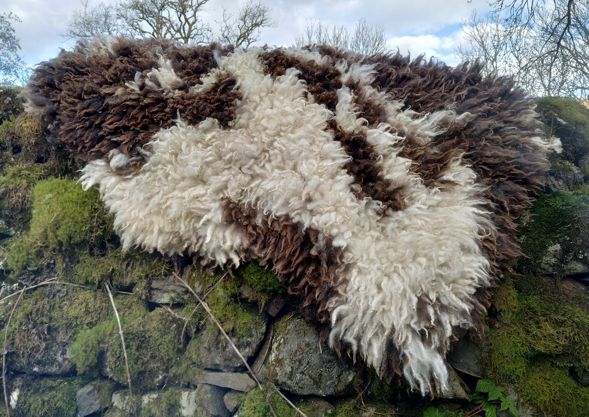 Felted fleece "sheepskin" rug - brown & white Jacob fleece - large 28 x 43"