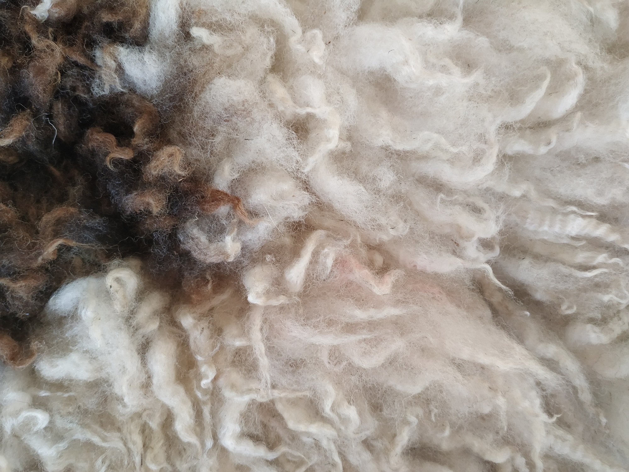 Felted fleece "sheepskin" rug - brown & white Jacob fleece - large 28 x 43" - Image 6