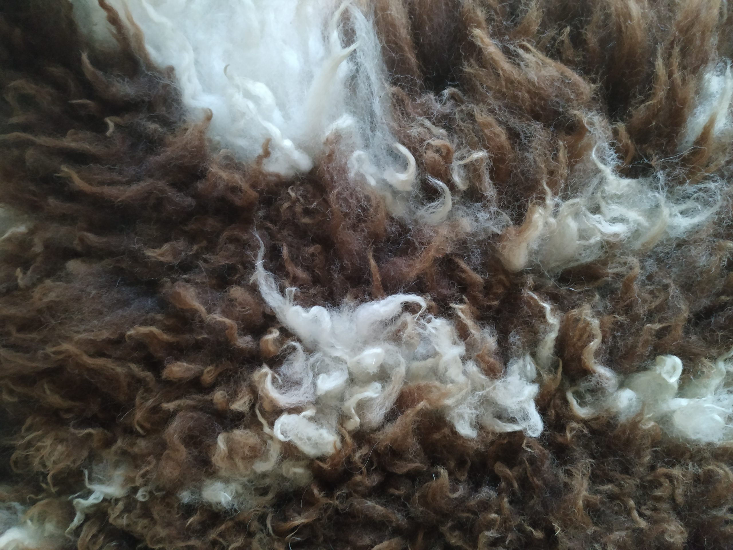 felted fleece "sheepskin" rug - Jacob fleece - brown & white - 37 x 22 inches - Image 5