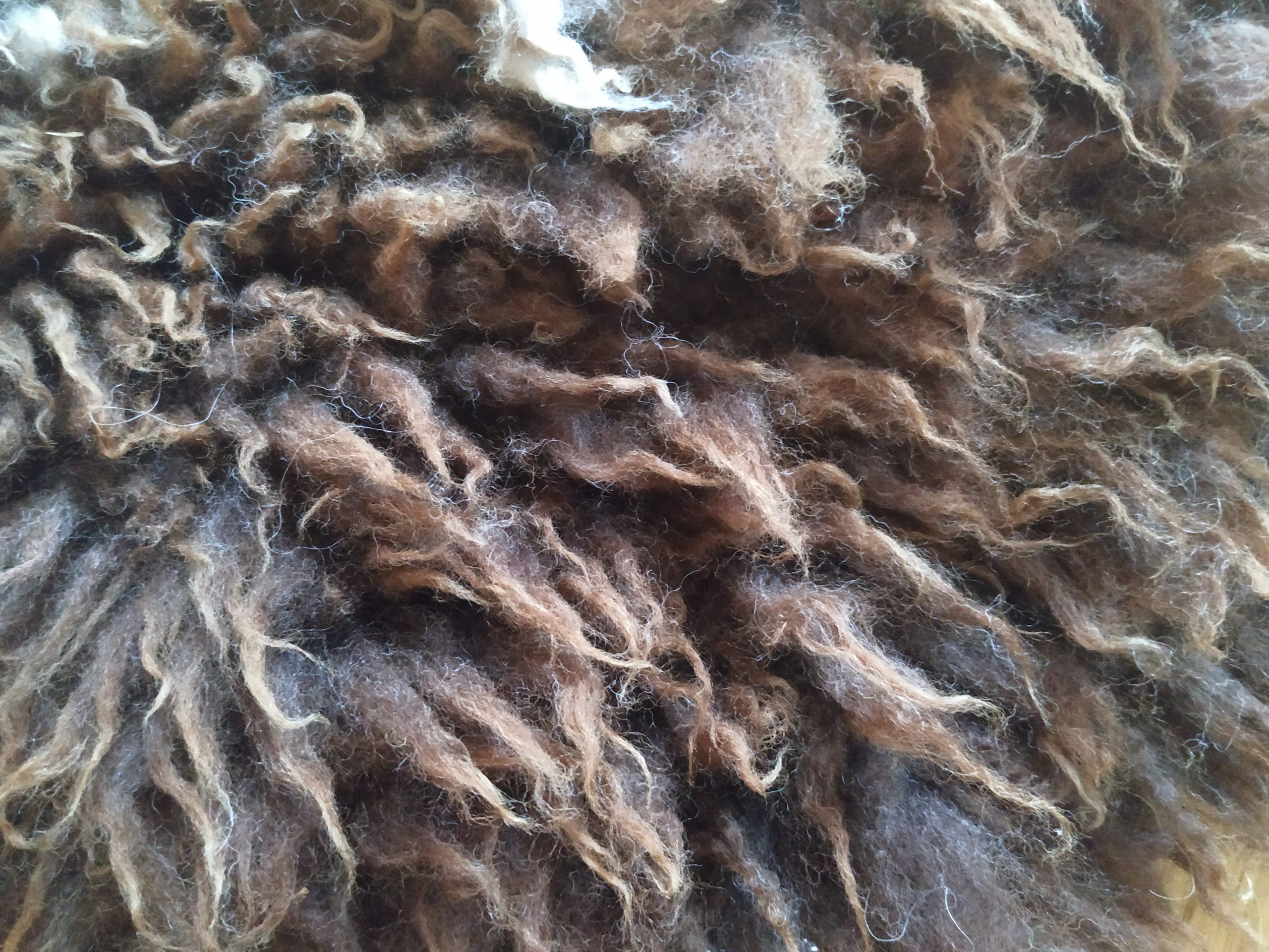 felted fleece "sheepskin" rug - Jacob fleece - brown & white - 37 x 22 inches - Image 4