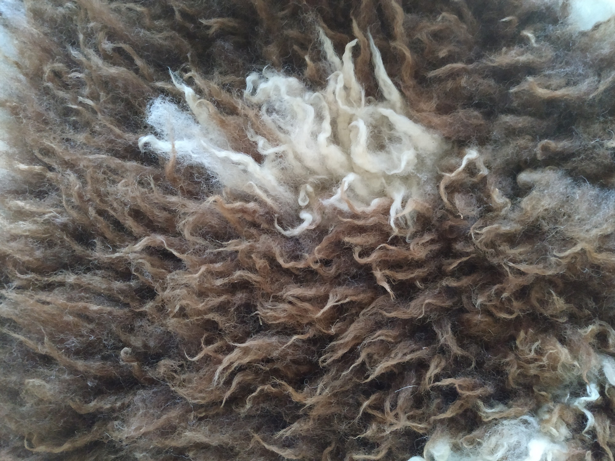 felted fleece "sheepskin" rug - Jacob fleece - brown & white - 37 x 22 inches - Image 6