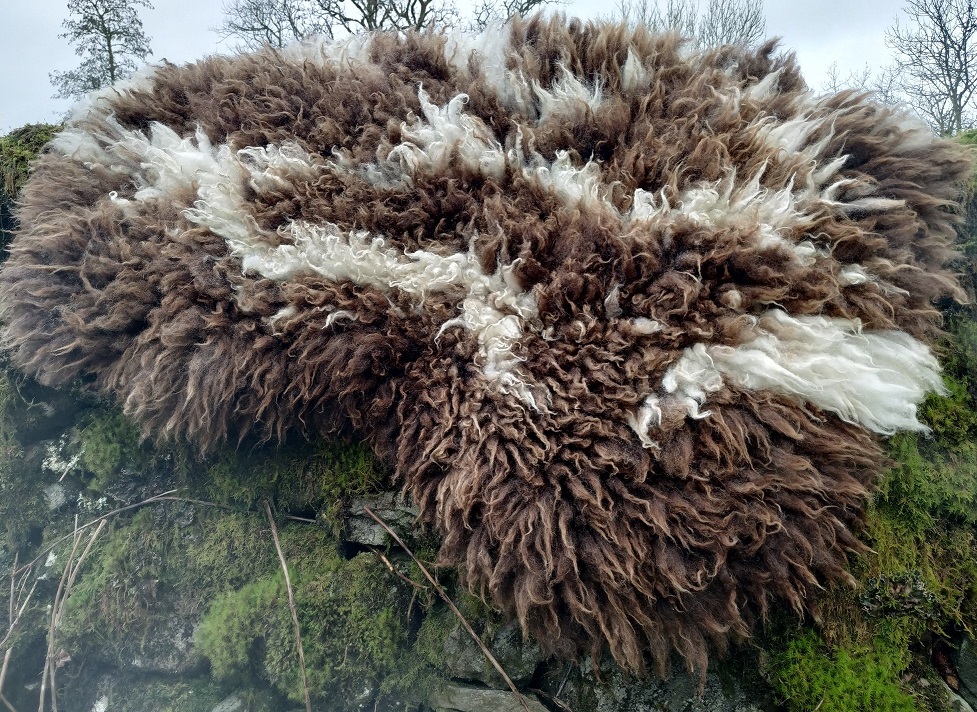 felted fleece "sheepskin" rug - Jacob fleece - brown & white - 37 x 22 inches