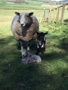 Christine's Herdwick x Texel sheep with lambs