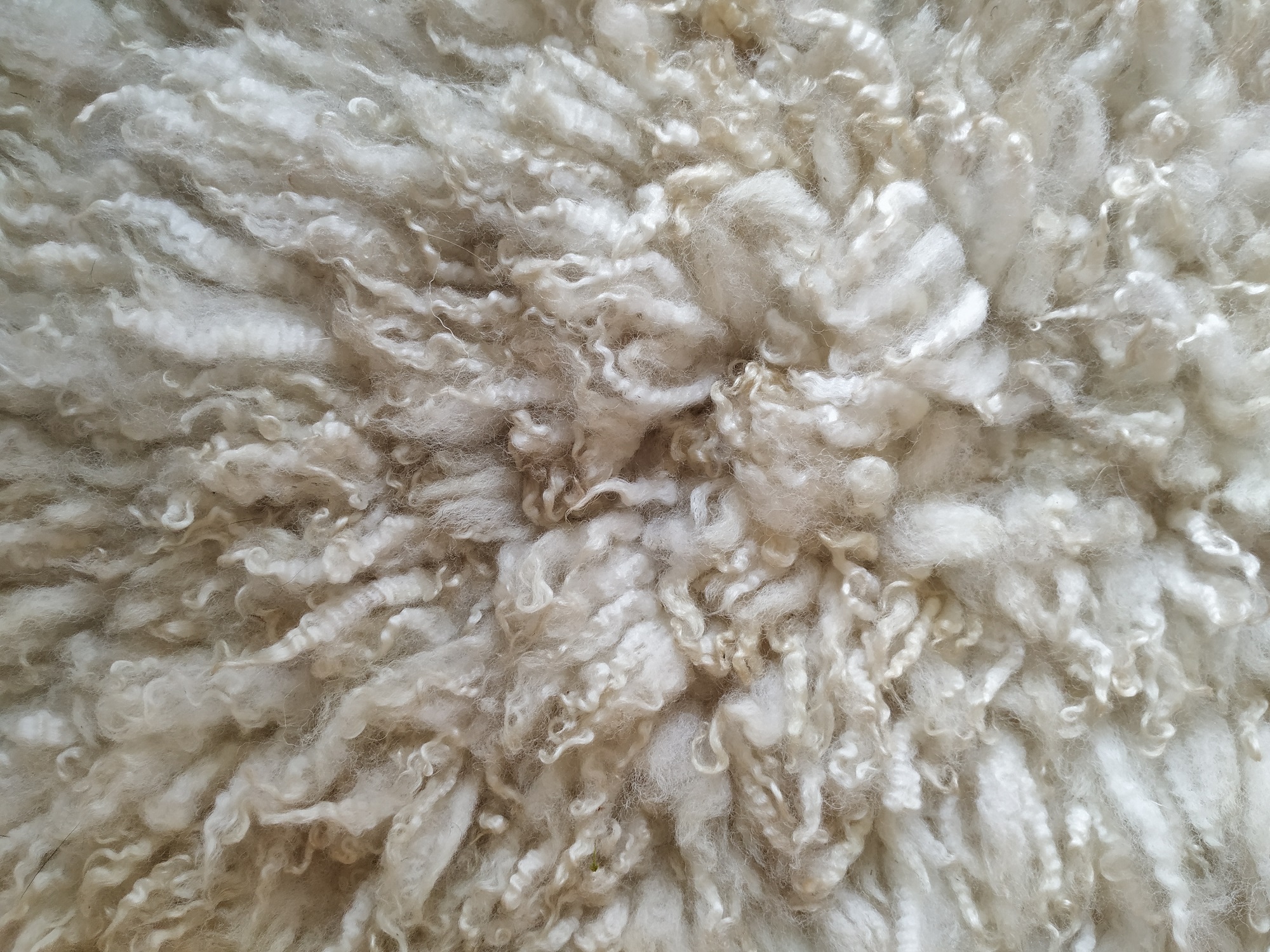 Felted-fleece “sheepskin” rug – cream, long shaggy locks – Mule fleece (Swaledale x Blueface Leicester) – 30” x 20” - Image 5