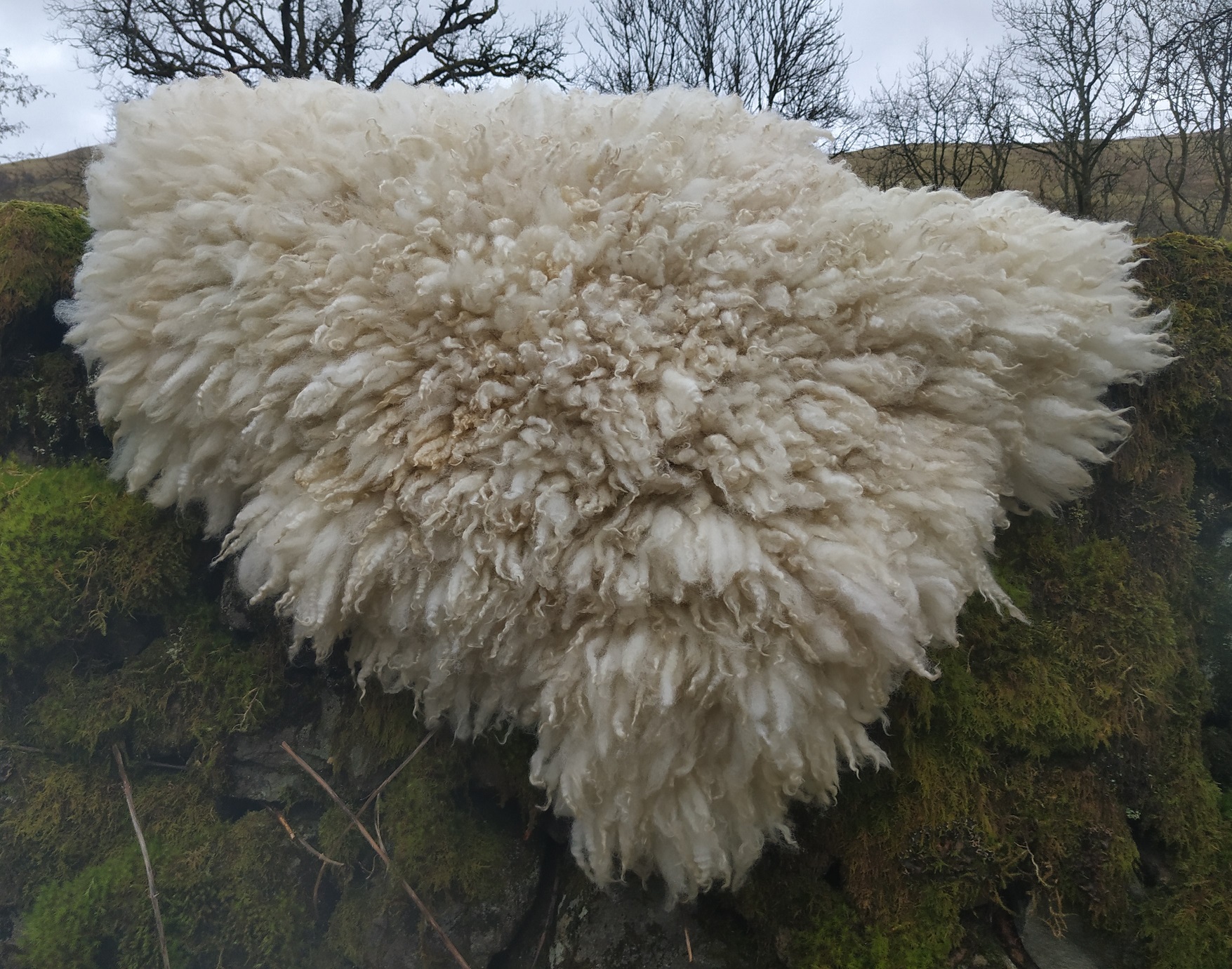 Felted-fleece “sheepskin” rug – cream, long shaggy locks – Mule fleece (Swaledale x Blueface Leicester) – 30” x 20”