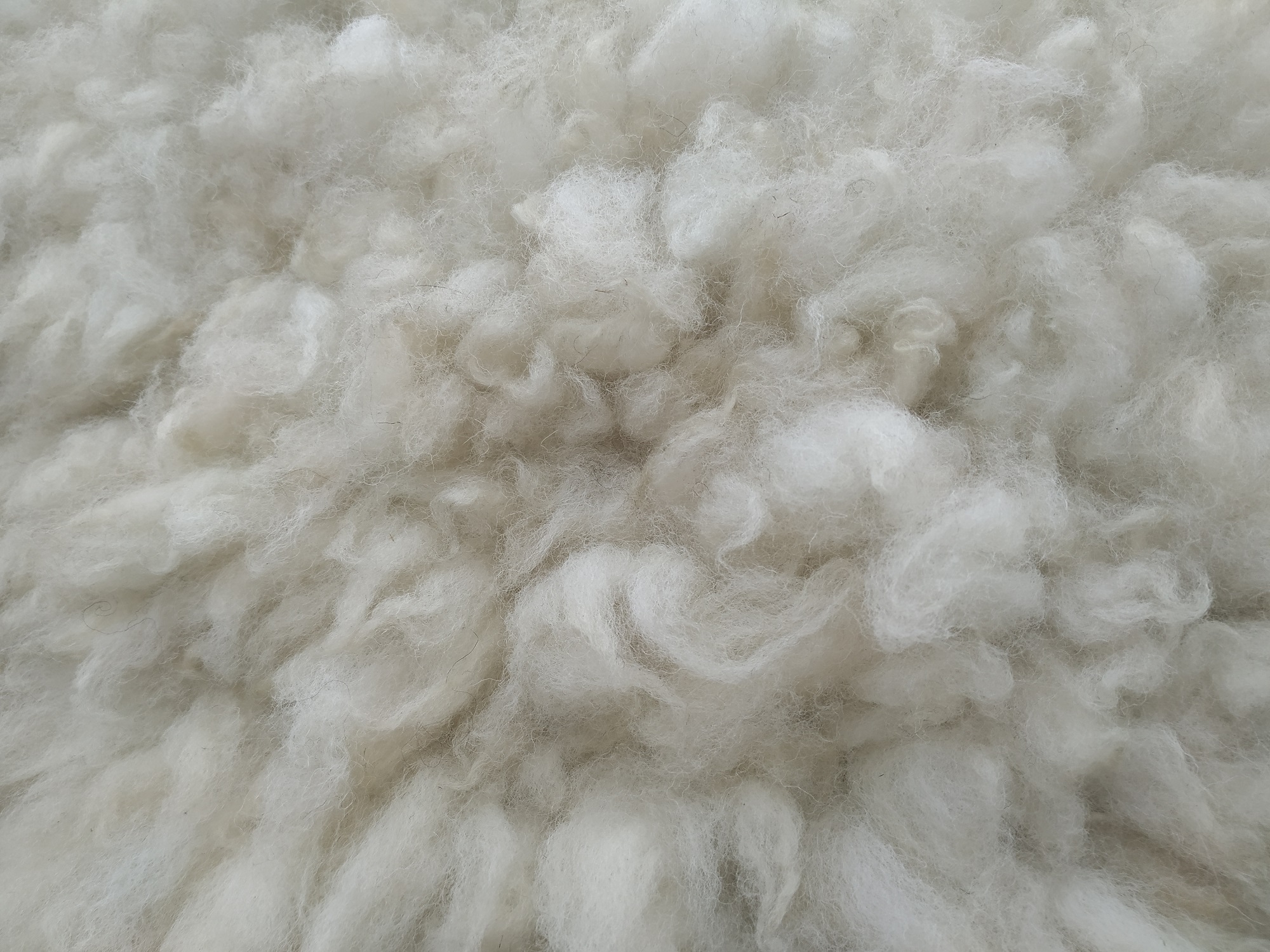 Felted-fleece “sheepskin” rug – cream, dense, fluffy locks – Texel x Herdwick fleece – 36” x 23” - Image 4