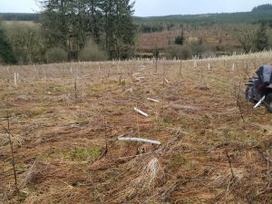 tree planting in progress