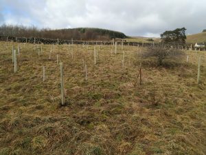 trees planted